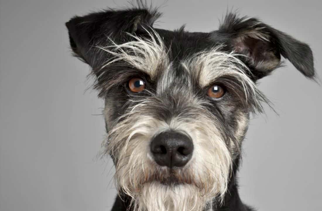 Retrato de Colega. Amparo Garrido