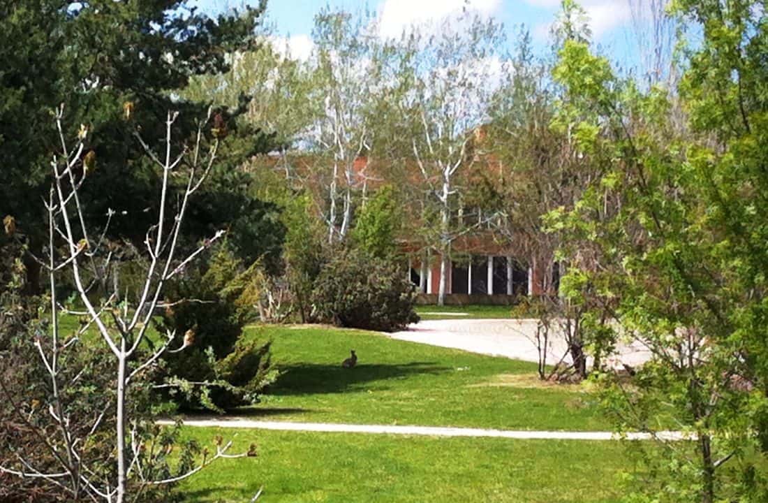 ¿Estamos en el bosque?