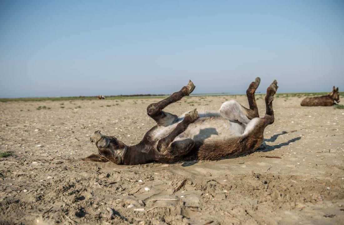 Ami Vitale: In motion, 2014