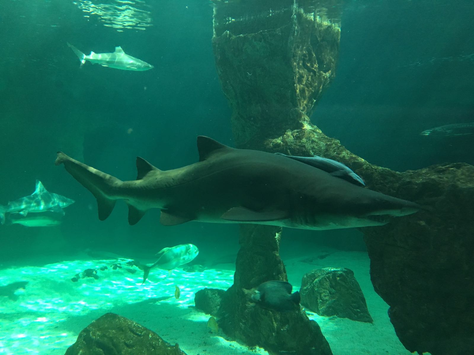 Tiburon Zoo Madrid