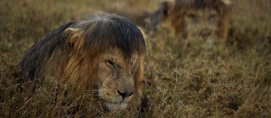 20151201_wild_portada