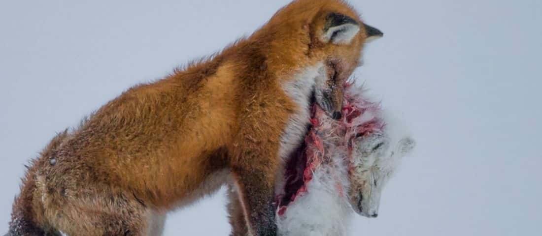 20151221_wild_portada