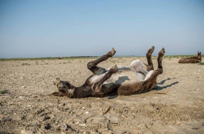 Ami Vitale: In motion, 2014