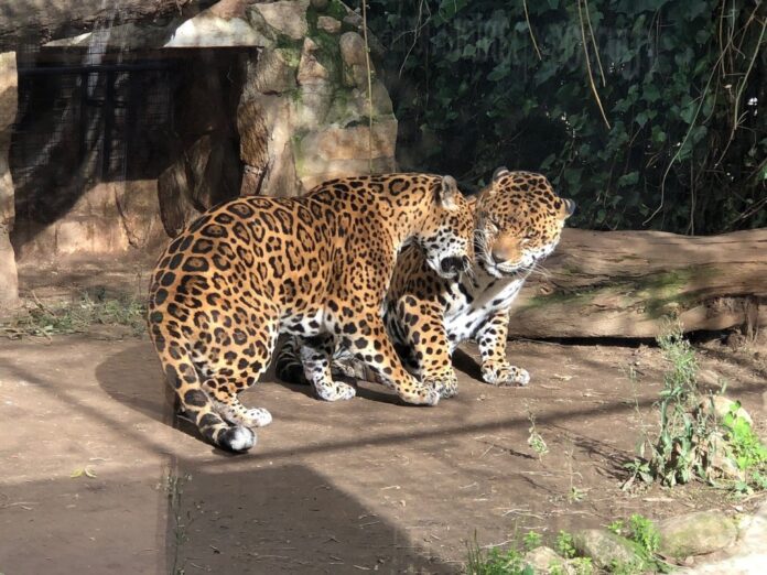 photo6jpg Animales de Safari Madrid